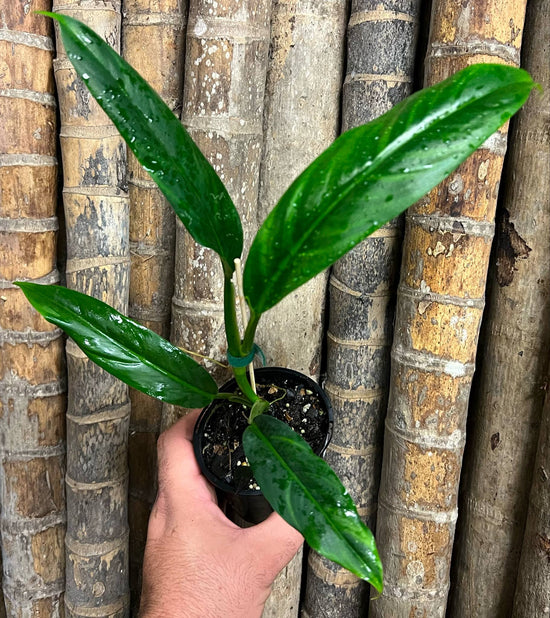Philodendron &