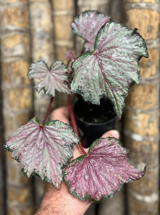 Begonia &