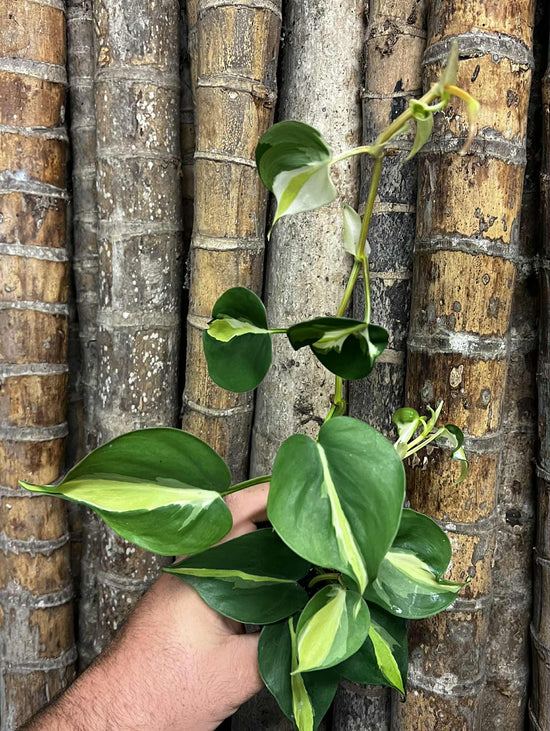 Philodendron &