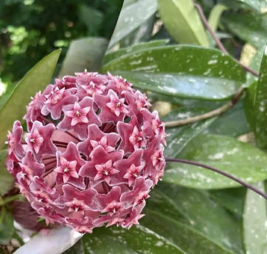 Hoya pubicalyx &