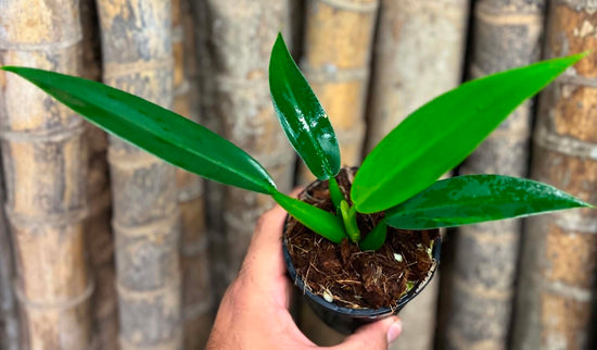 Philodendron &