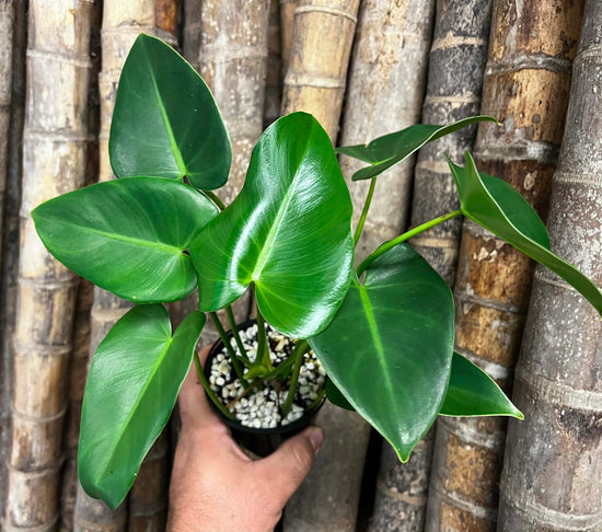 Philodendron &
