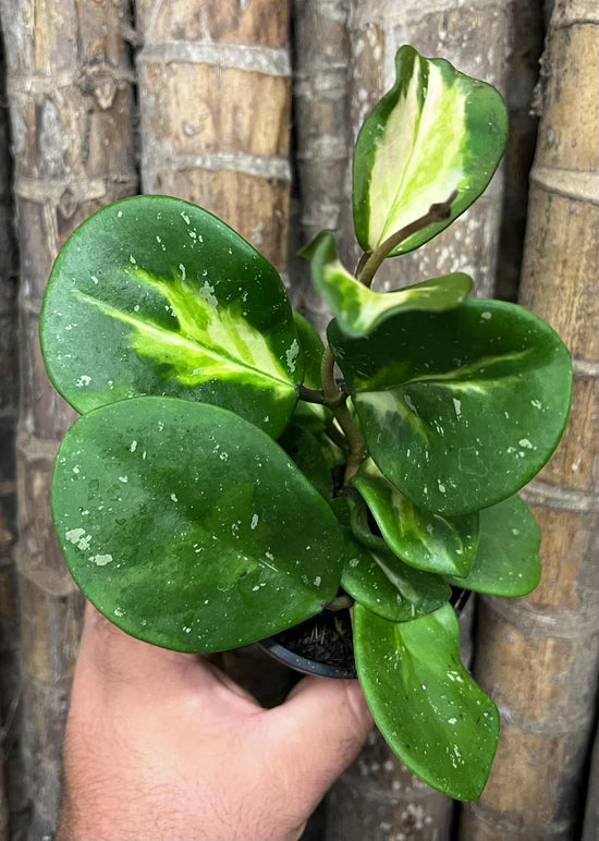 Hoya obovata &