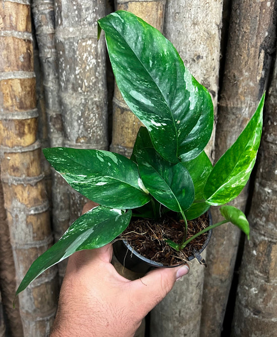 Epipremnum pinnatum &
