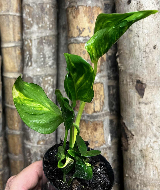 Epipremnum &