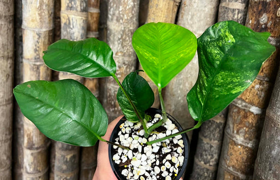 Rhaphidophora &