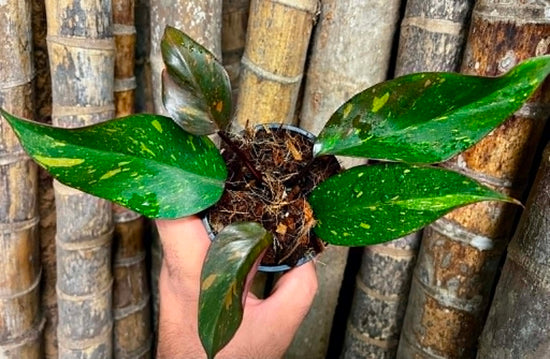 Philodendron &