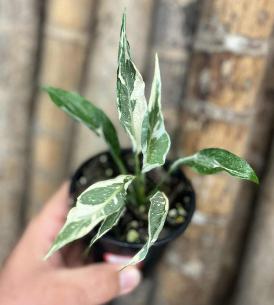 Spathiphyllum &