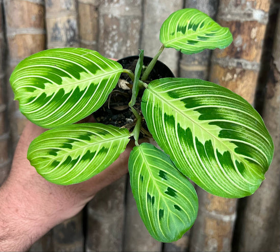 Maranta &