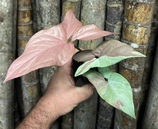 Syngonium &