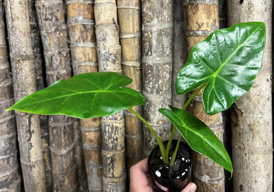 Alocasia &