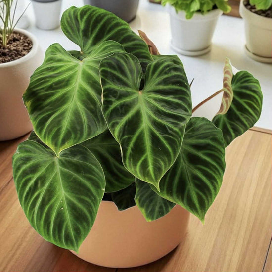Philodendron &