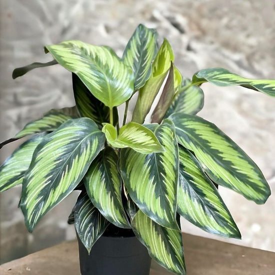 Calathea &