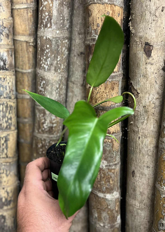 Philodendron &