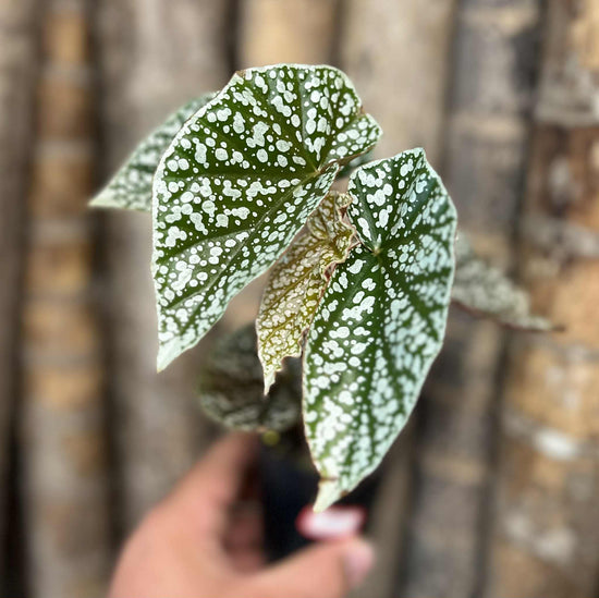 Begonia &