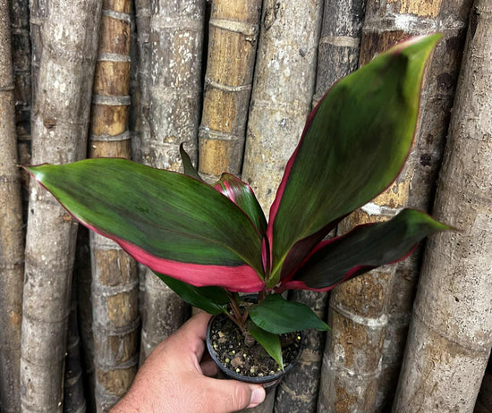 Cordyline &