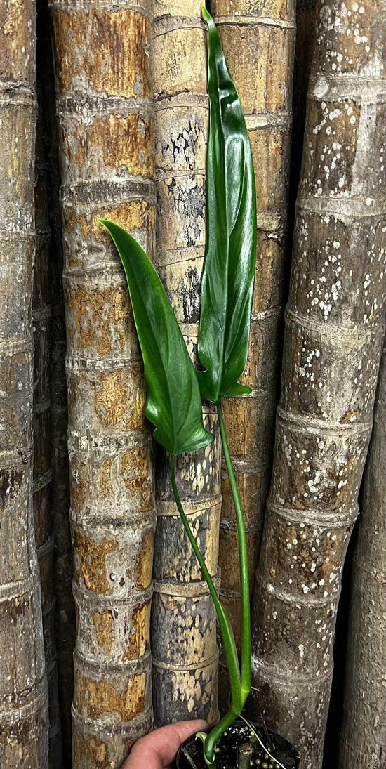 Philodendron &