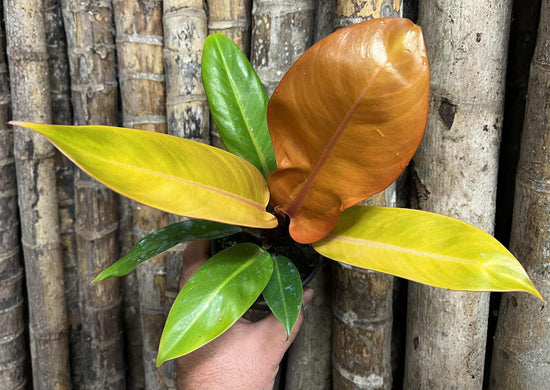 Philodendron &