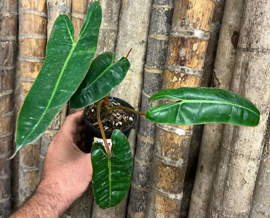 Philodendron &
