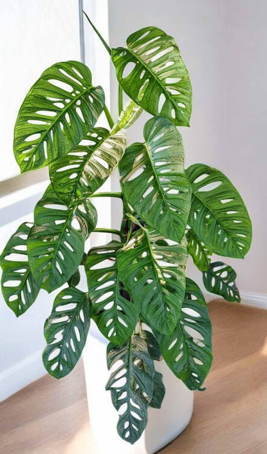 Monstera &