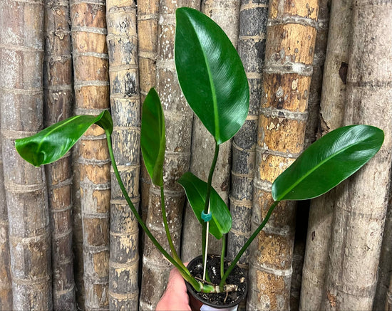 Philodendron &
