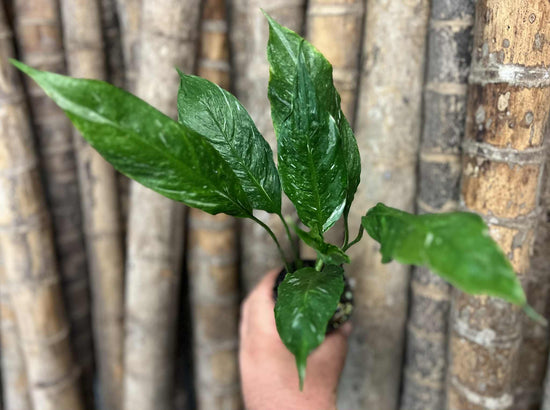 Spathiphyllum &