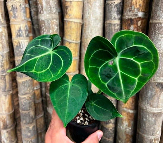 Anthurium &