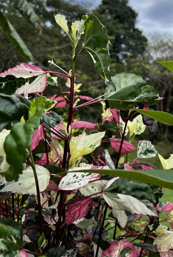 Hibiscus &