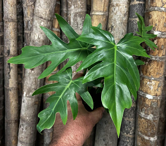 Philodendron &