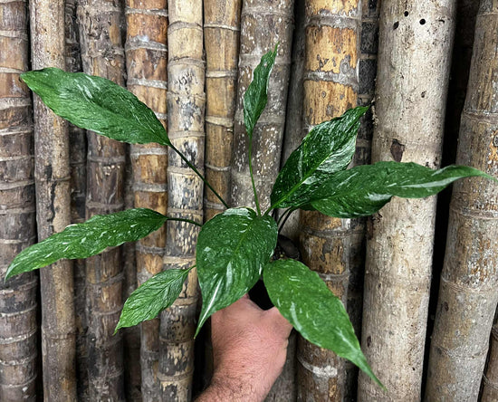 Spathiphyllum &