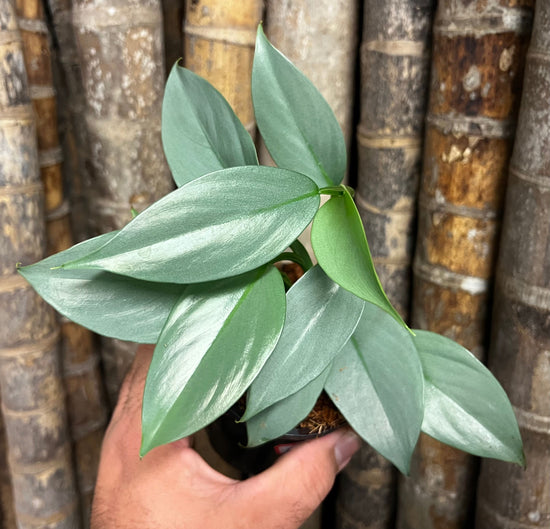 Philodendron &