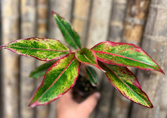 Aglaonema &