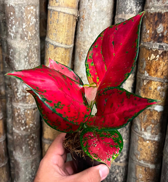 Aglaonema &