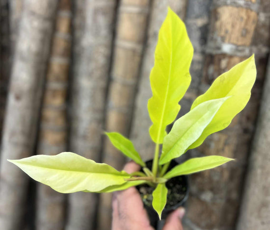 Philodendron &