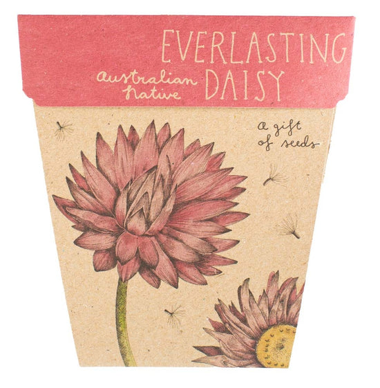 Everlasting Daisy - Gift of Seeds Card