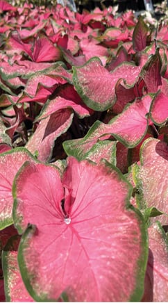Caladium &