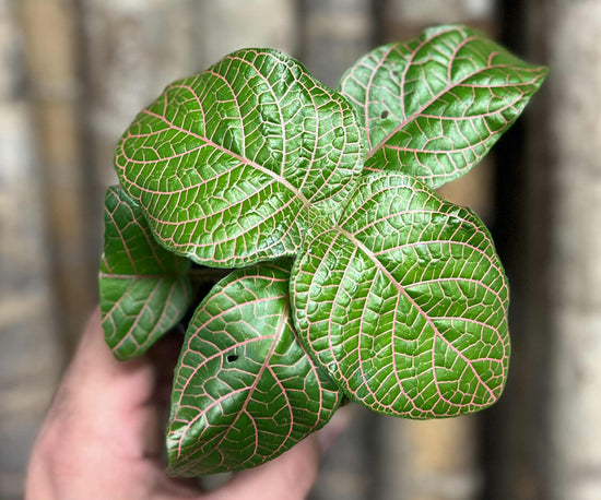 Fittonia &