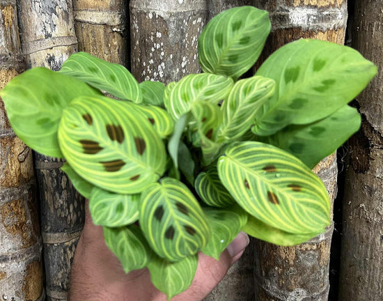 Maranta &