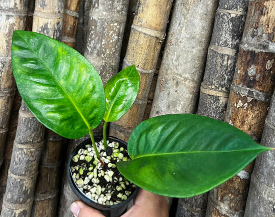 Anthurium scherzerianum &