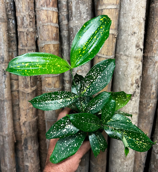 Dracaena &