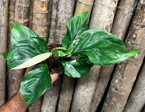 Monstera lechleriana &