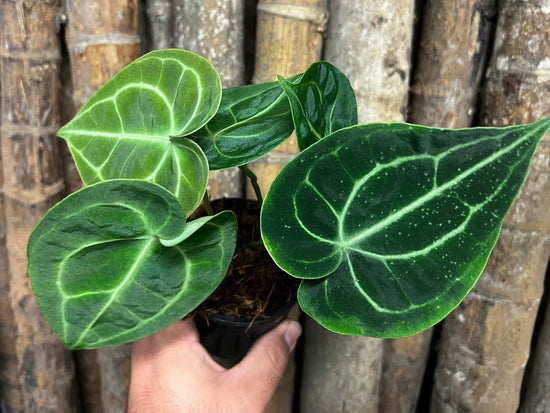 Anthurium &