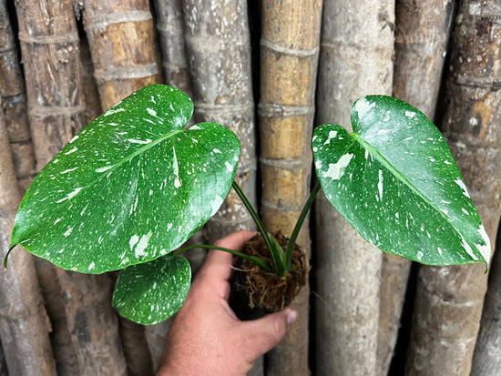 Monstera &