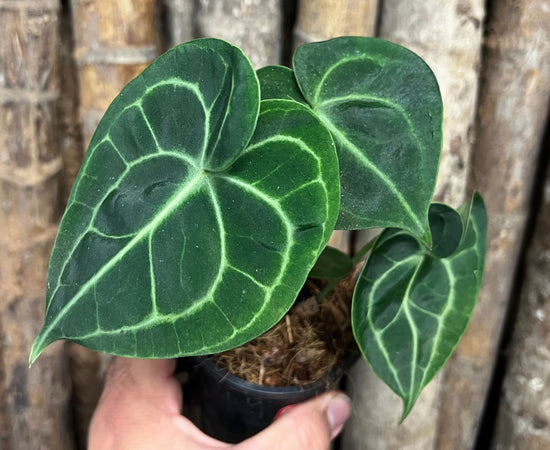 Anthurium &
