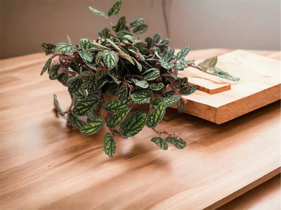 Watermelon Begonia (Repens Var Pulchra) 75mm Pot