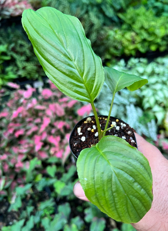 Bat Plant &