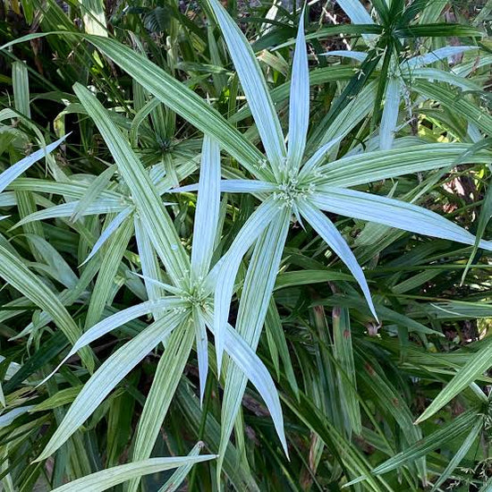 Cyperus albostriatus &