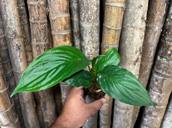 Tacca chantrieri &