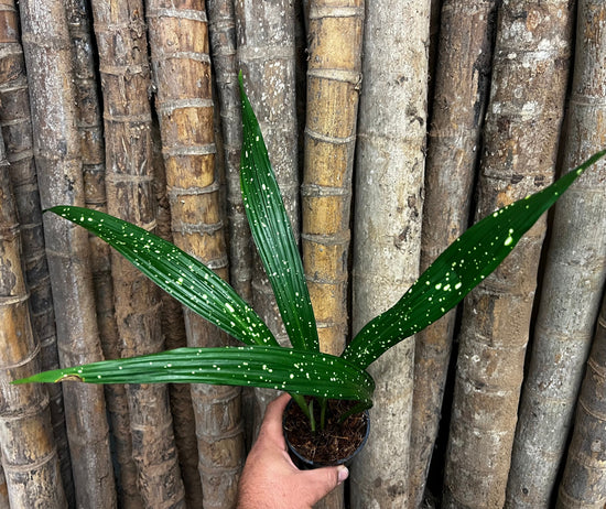 Aspidistra &