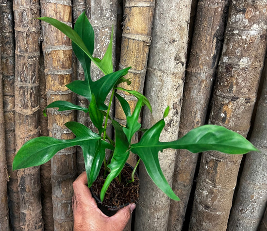 Philodendron &